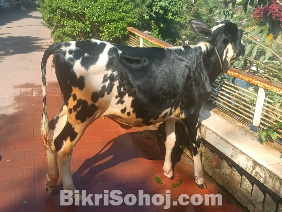 ফিজিয়ান বকনা বাচুর